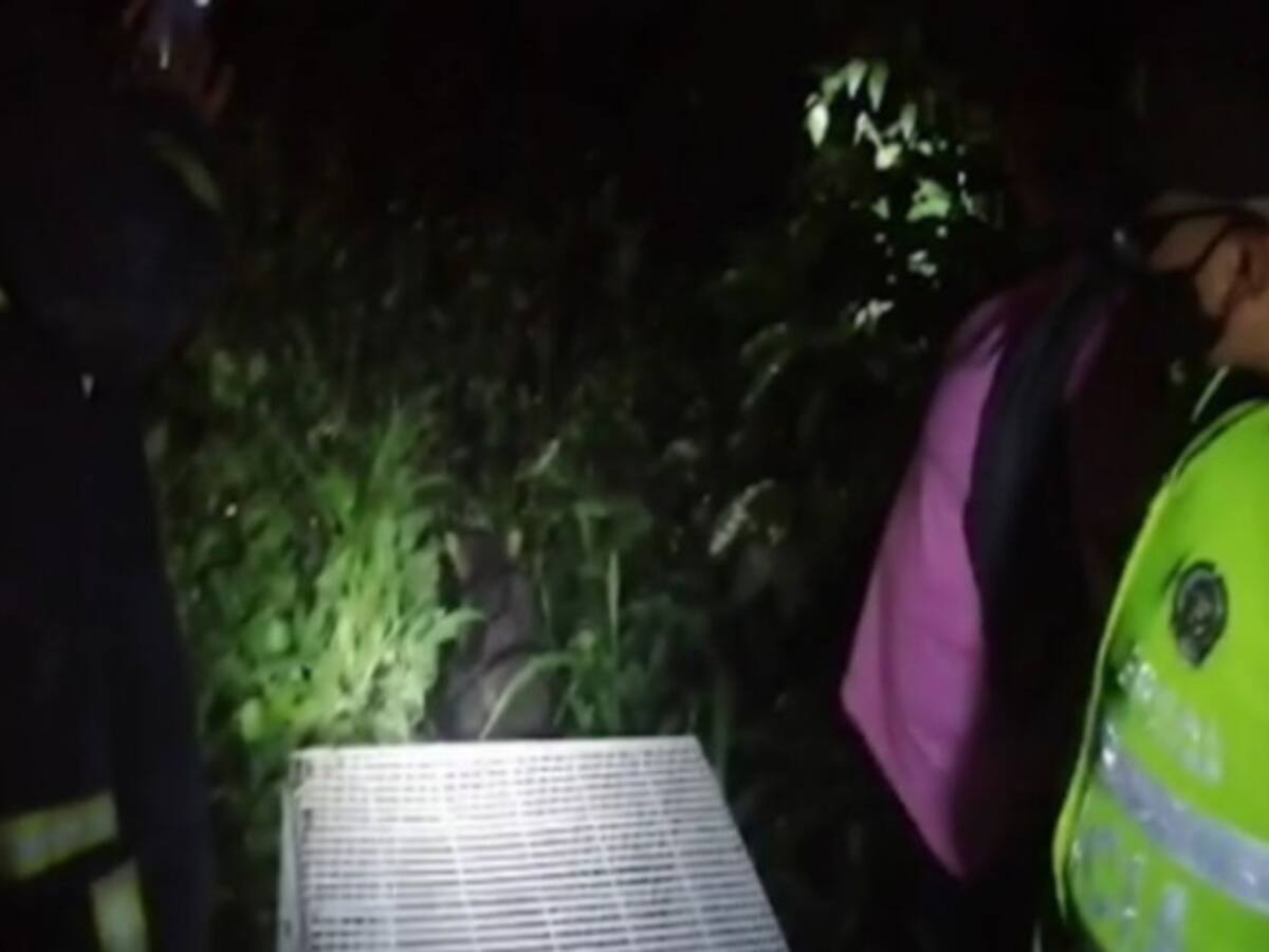 Rescatados dos mapaches que estaban en un pozo de tres metros en Filadelfia