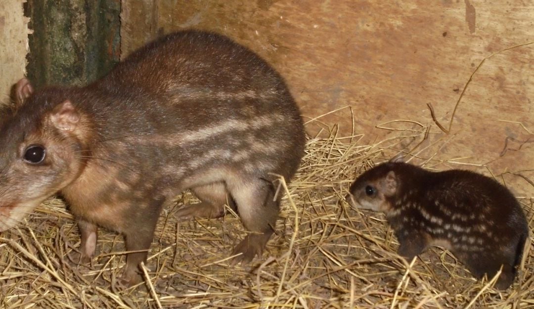 Borugo y su cría en el Centro de Atención y Valoración de Fauna Silvestre de la Corporación Autónoma Regional del Alto Magdalena, en Teruel, Huila. 