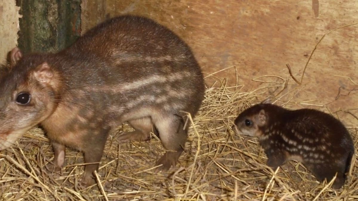 Tinajos o borugos, apetecidos por su carne, también en peligro de extinción