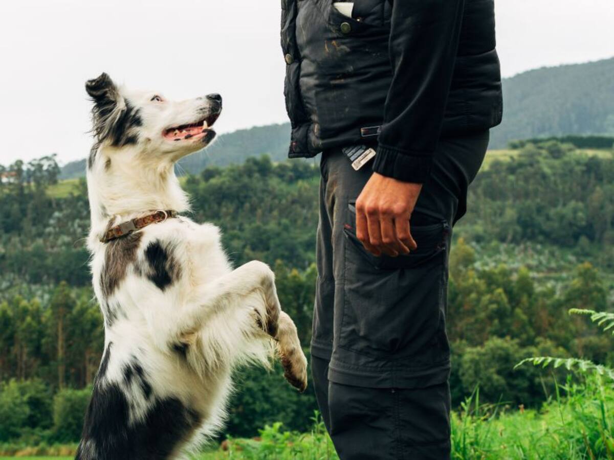 ¿Cómo funcionan las terapias asistidas con perros?