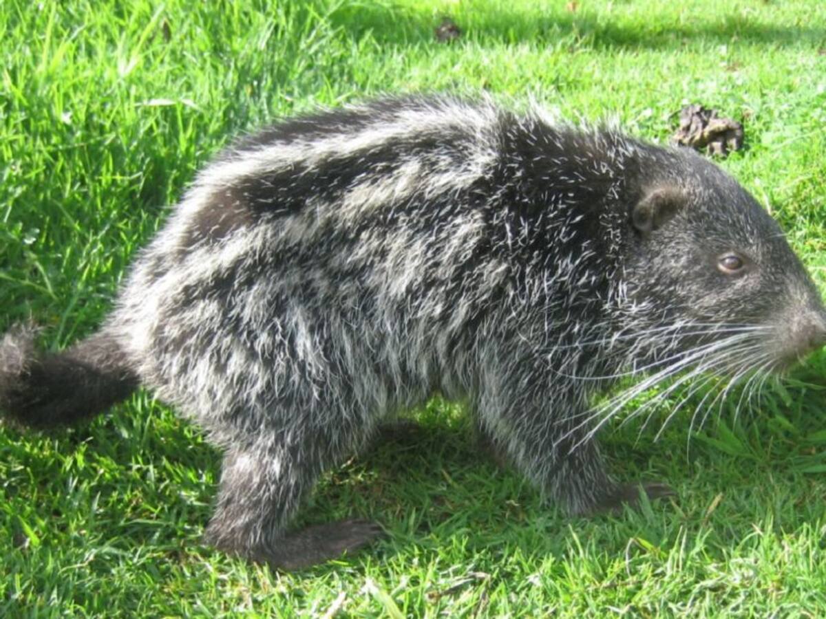 Liberadas en Manizales especies en peligro de extinción