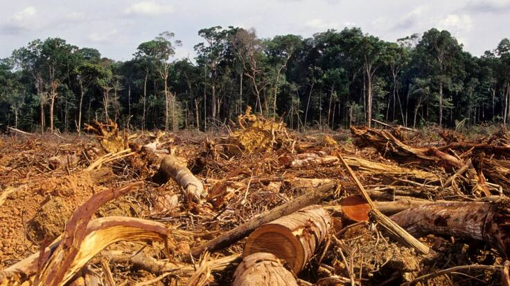 WWF identificó 24 frentes de deforestación en el planeta