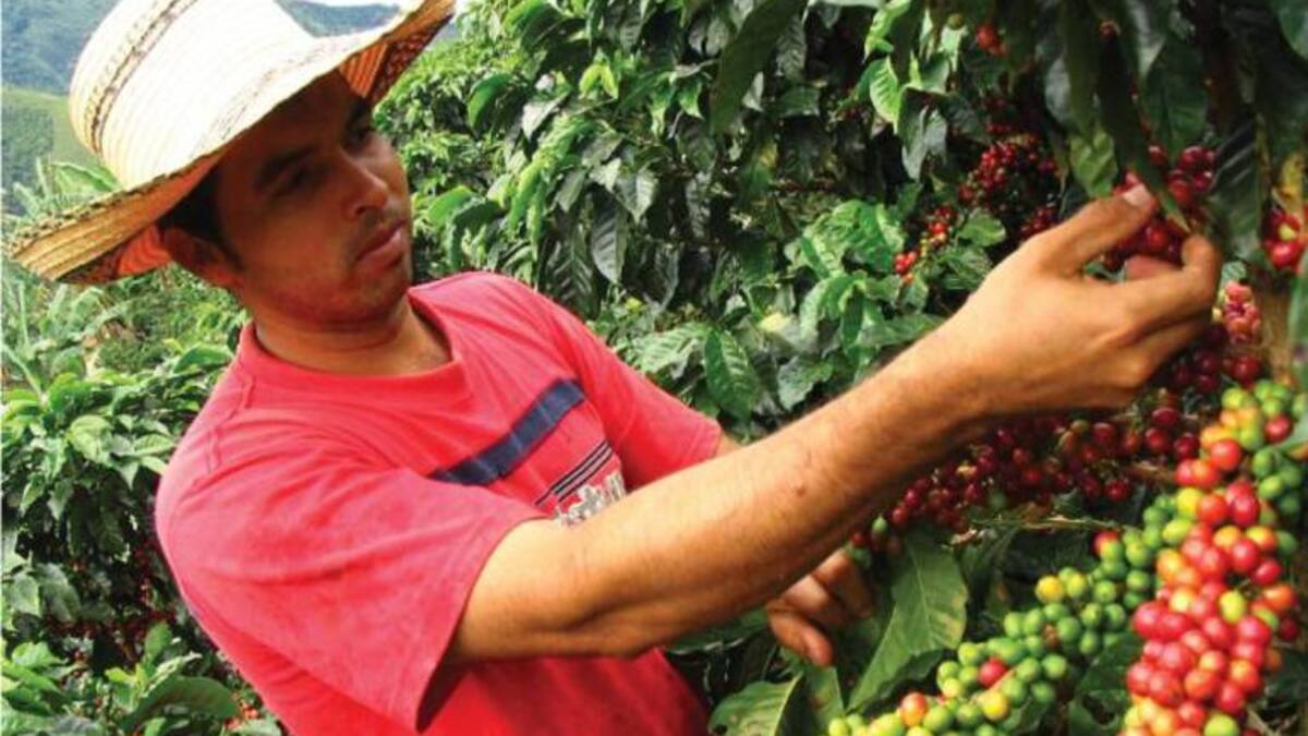 Hay un déficit del 40% de recolectores de café en el Quindío