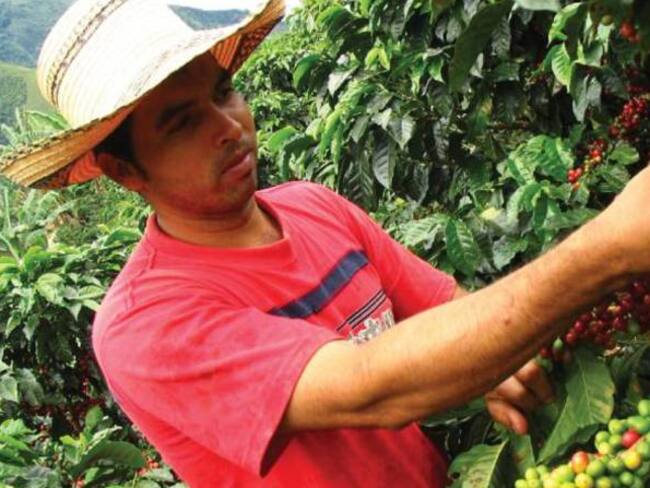 Hay un déficit del 40% de recolectores de café en el Quindío
