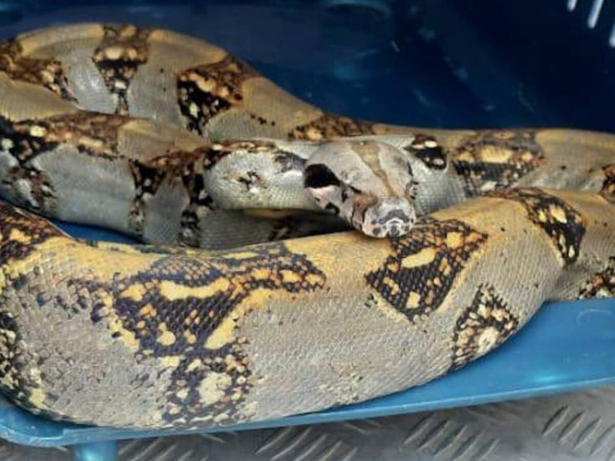 VIDEO: En plena vía de Bogotá una serpiente sale de un carro