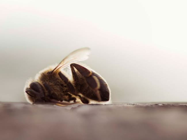 ANLA se compromete a restringir uso de pesticidas para proteger las abejas