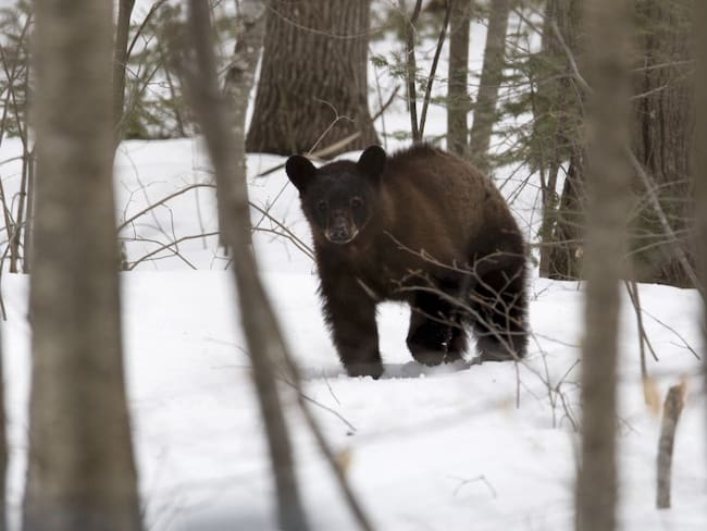 Donald Trump autoriza cazar osos y lobos en Alaska