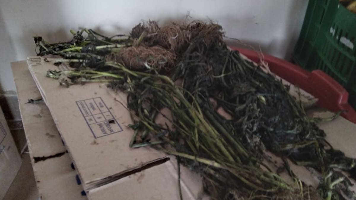 Informe PAE en Quindío