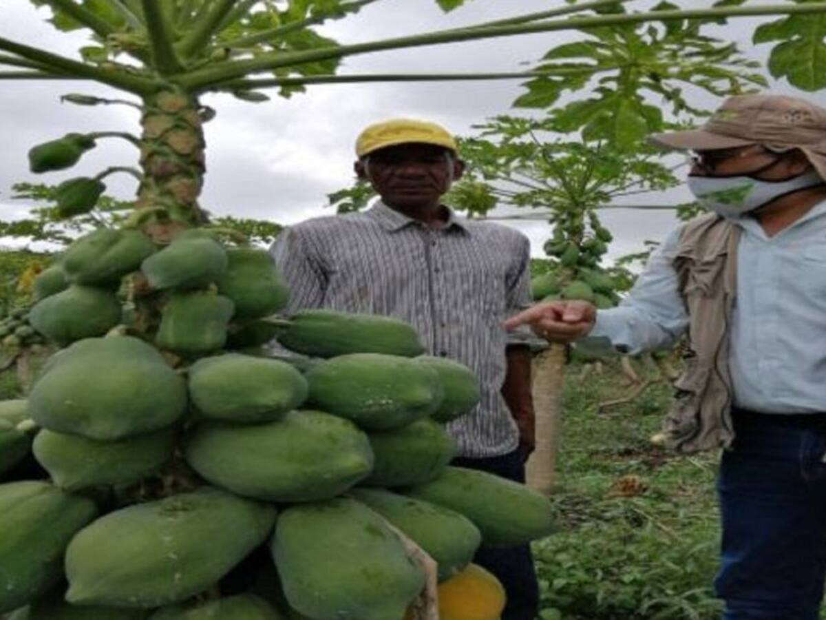 Realizan inspecciones para evitar pérdidas de cultivos frutales en Bolívar
