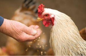 Gremio Avícola reporta pérdidas económicas por cierre de la vida Bucaramanga- Barrancabermeja