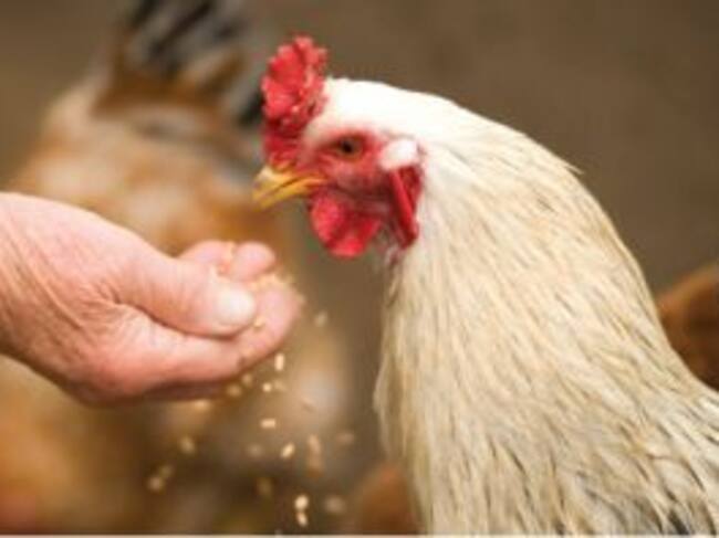 Gremio Avícola reporta pérdidas económicas por cierre de la vida Bucaramanga- Barrancabermeja