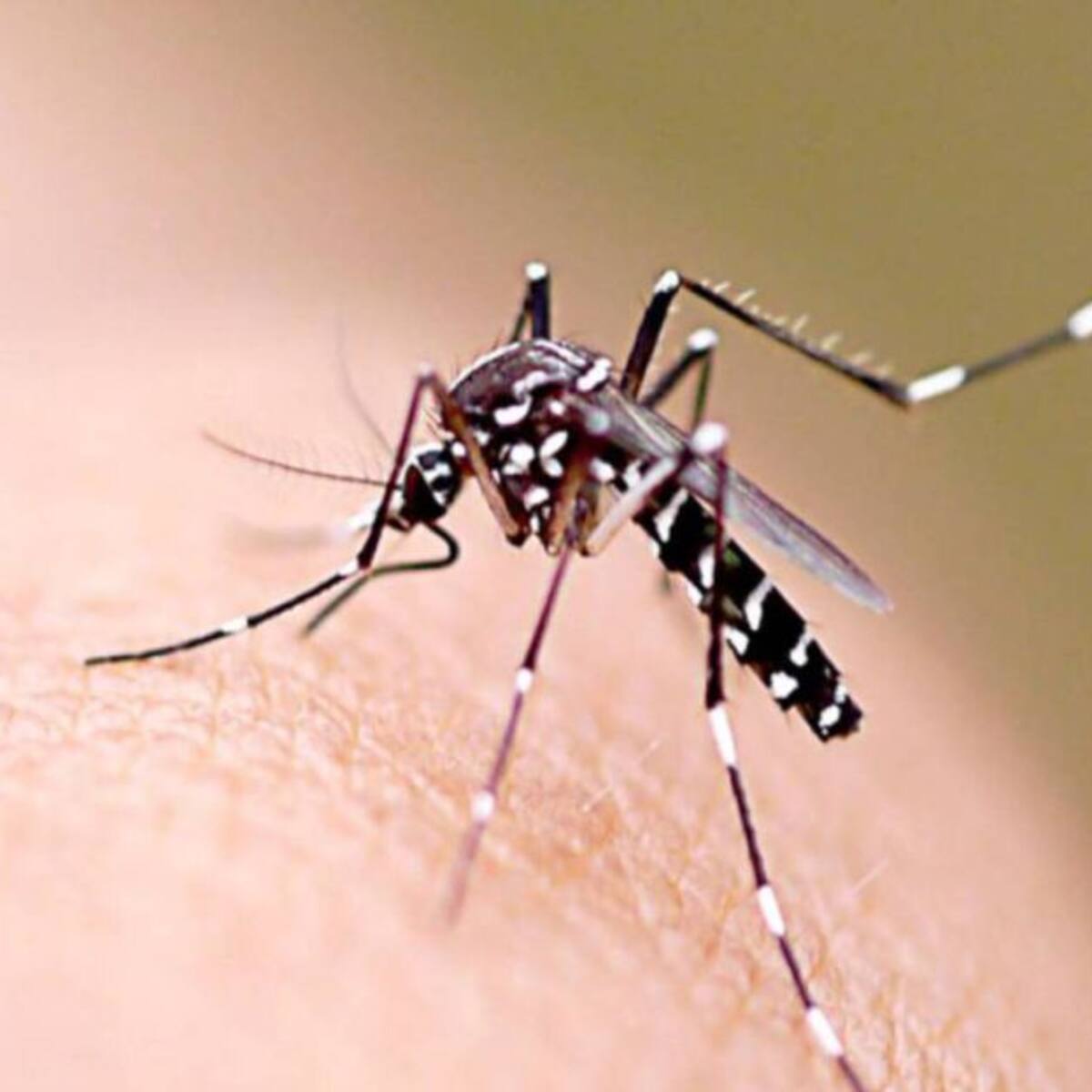 Casos de dengue siguen aumentando en Dosquebradas