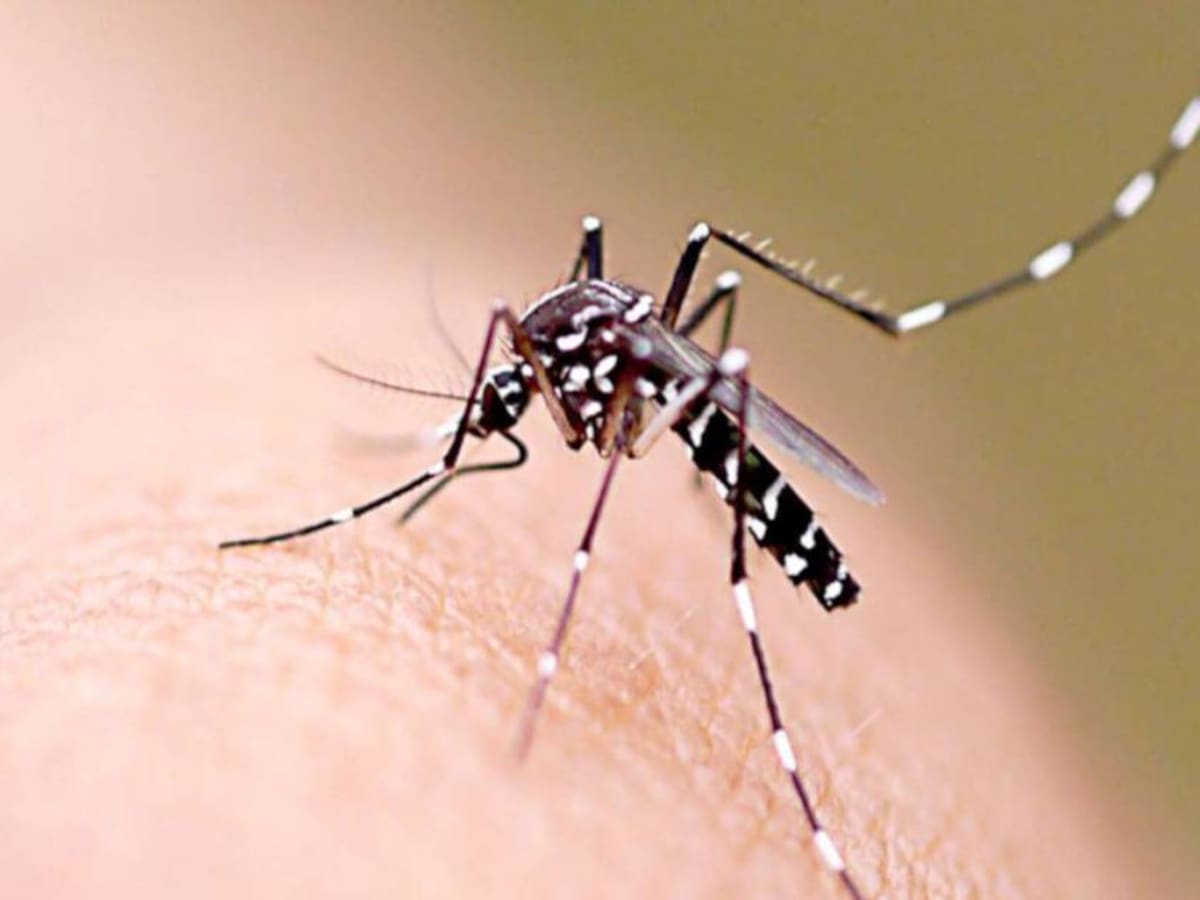 Casos de dengue siguen aumentando en Dosquebradas