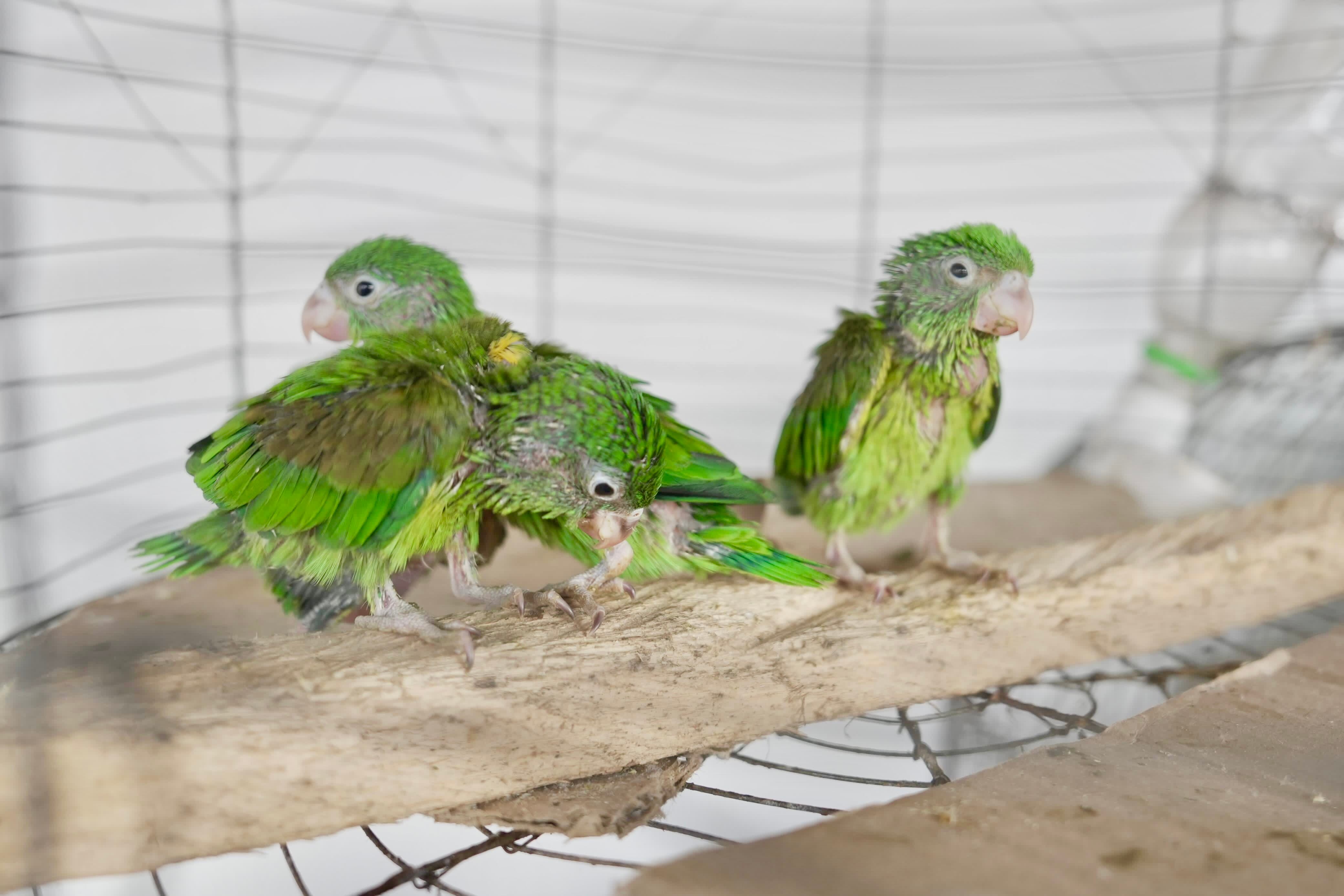 Foto: Fauna silvestre incautada. Cortesía Corantioquia.