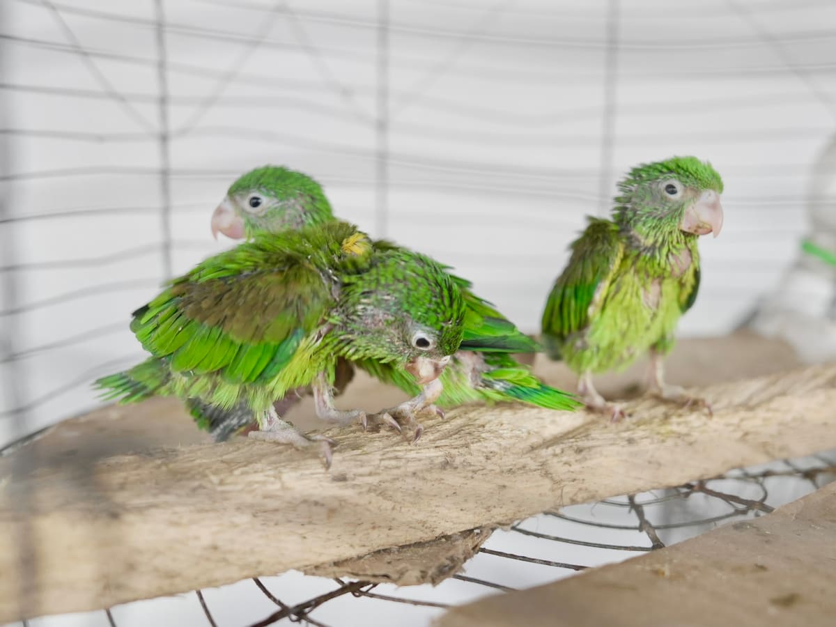 El CIFFA reportó los resultados de la defensa de flora y fauna durante la Semana Santa