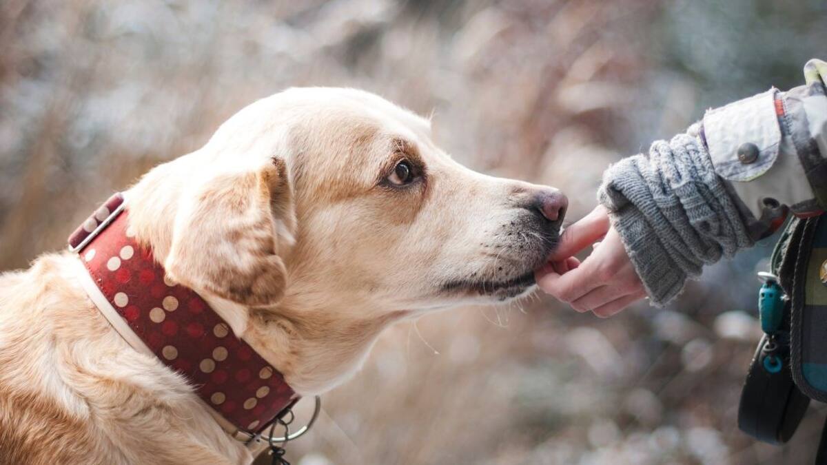 Empresa otorga licencia de 3 dias a trabajadores que adopten una mascota