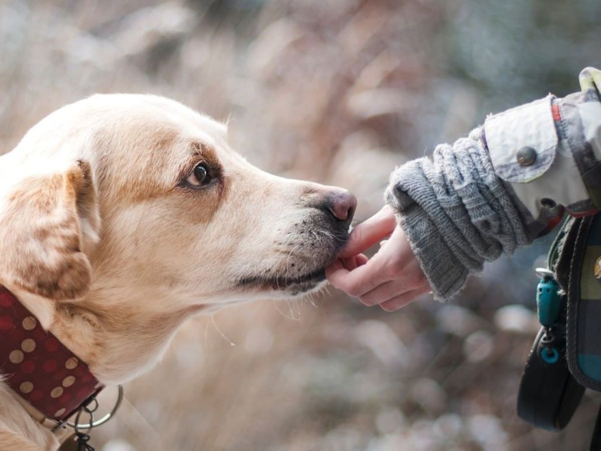 Empresa otorga licencia de 3 días a trabajadores que adopten una mascota