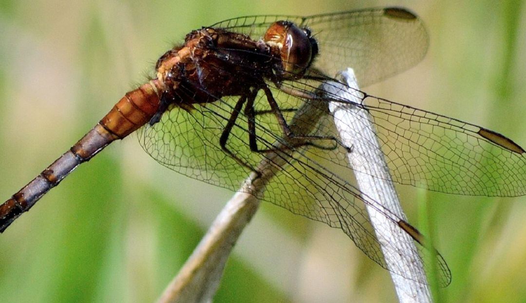 Libélula macho protegiéndose del sol mientras cuida su territorio