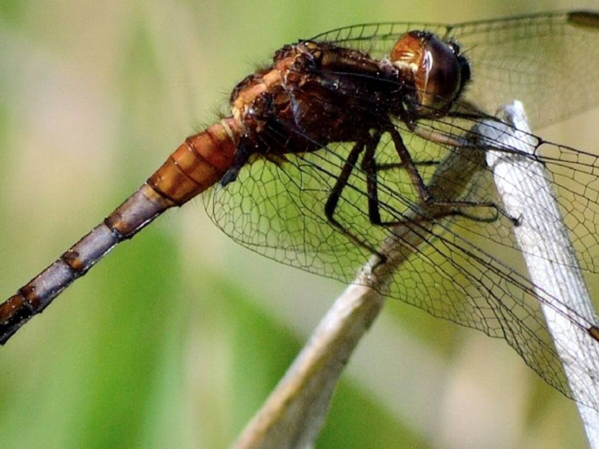 Las libélulas son inofensivas y ayudan al cuidado del ecosistema