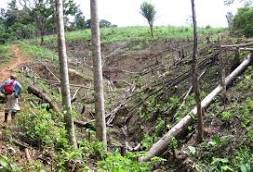 Tan solo 100 hectáreas han sido deforestadas,