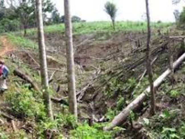 Tan solo 100 hectáreas han sido deforestadas,