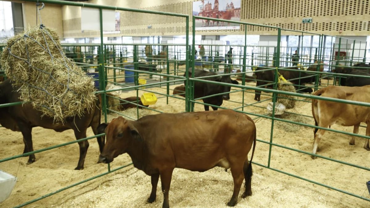 Paro, pandemia y clima: las causas del aumento del precio de la leche
