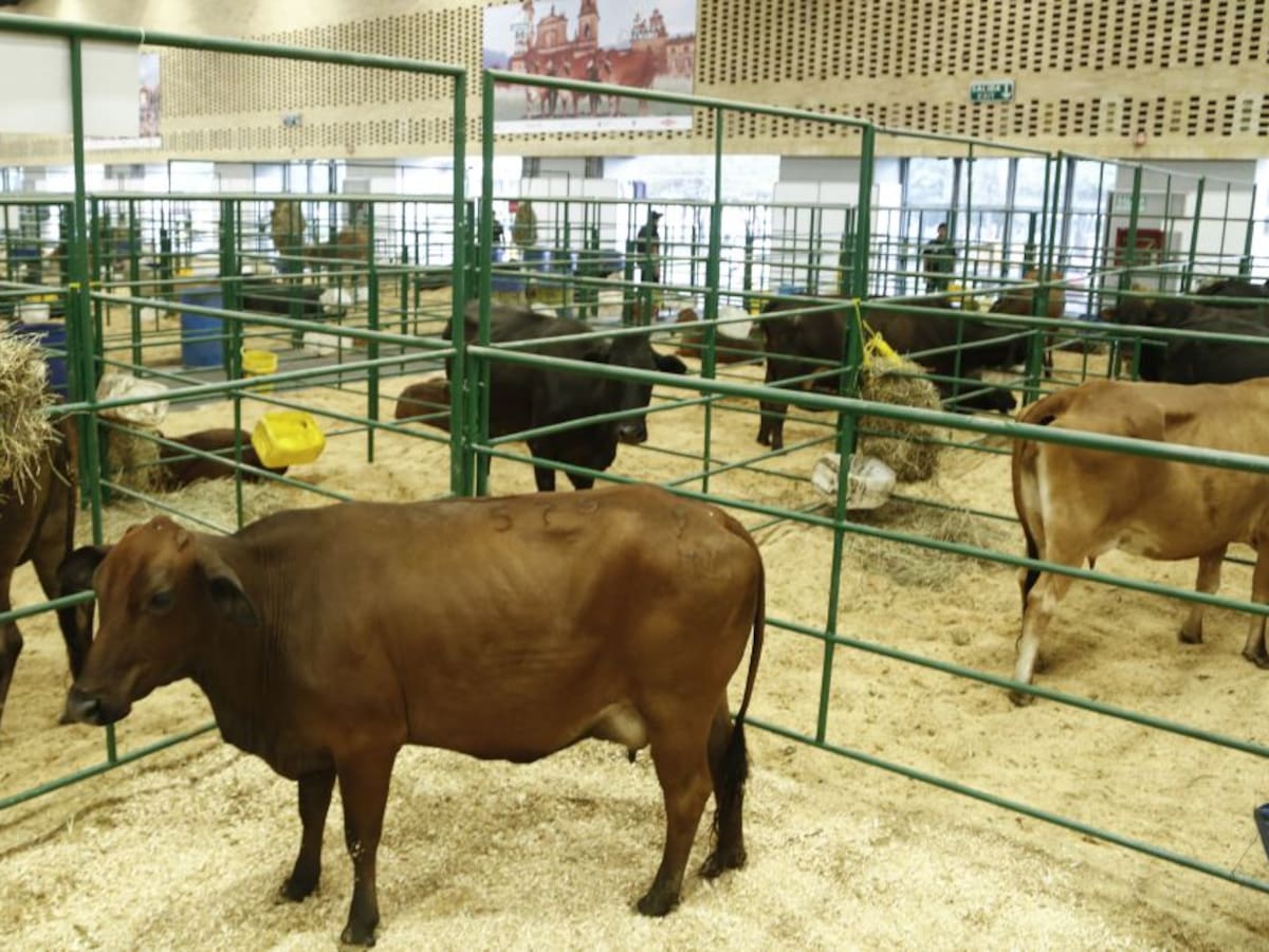 Paro, pandemia y clima: las causas del aumento del precio de la leche