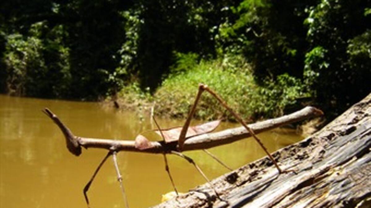 Parcela Amacayacu, ¡al rescate de los bosques amazónicos!