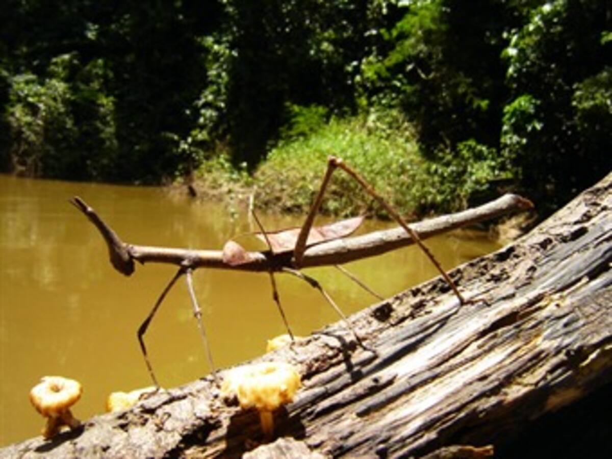 Parcela Amacayacu, ¡al rescate de los bosques amazónicos!
