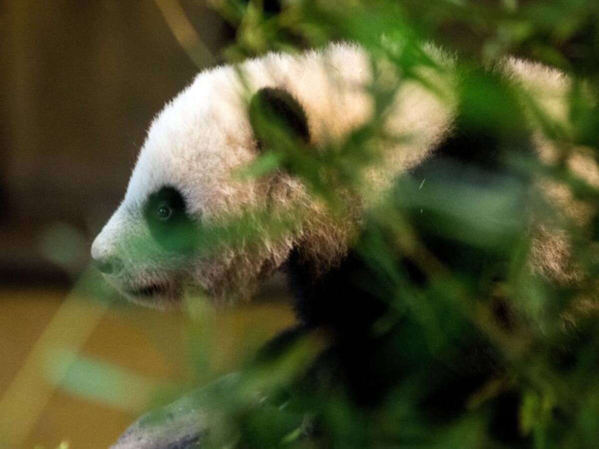 BAQatón: la iniciativa para ayudar al zoológico de Barranquilla