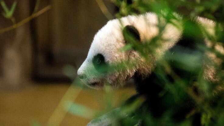 BAQatón: la iniciativa para ayudar al zoológico de Barranquilla