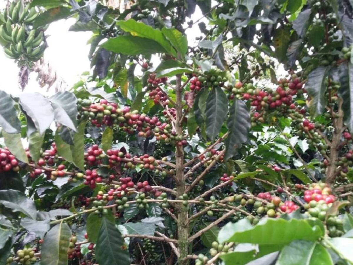 Cenicafé desarrolla tecnologías para mejorar la producción