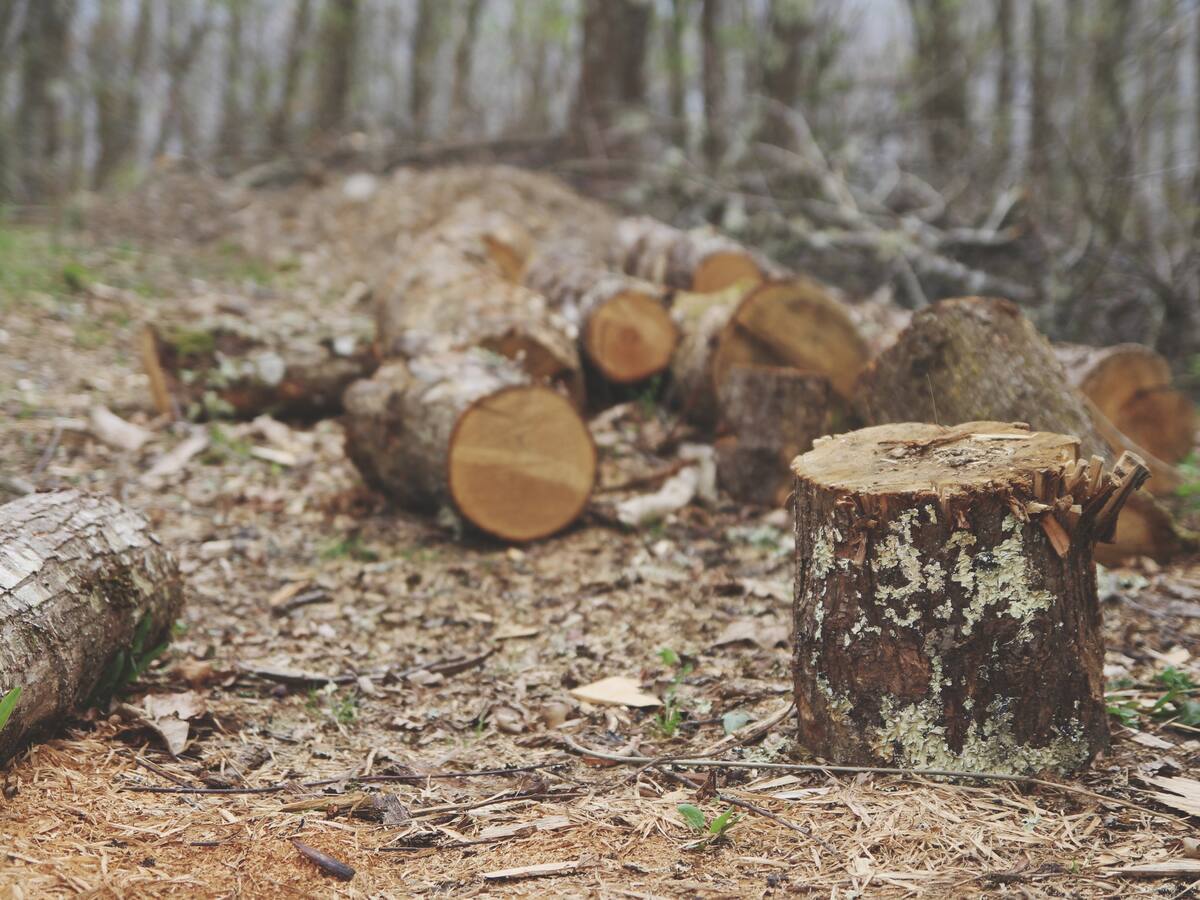 Candidatos presidenciales responden: ¿cómo detendrán el alarmante deterioro ambiental en el país?
