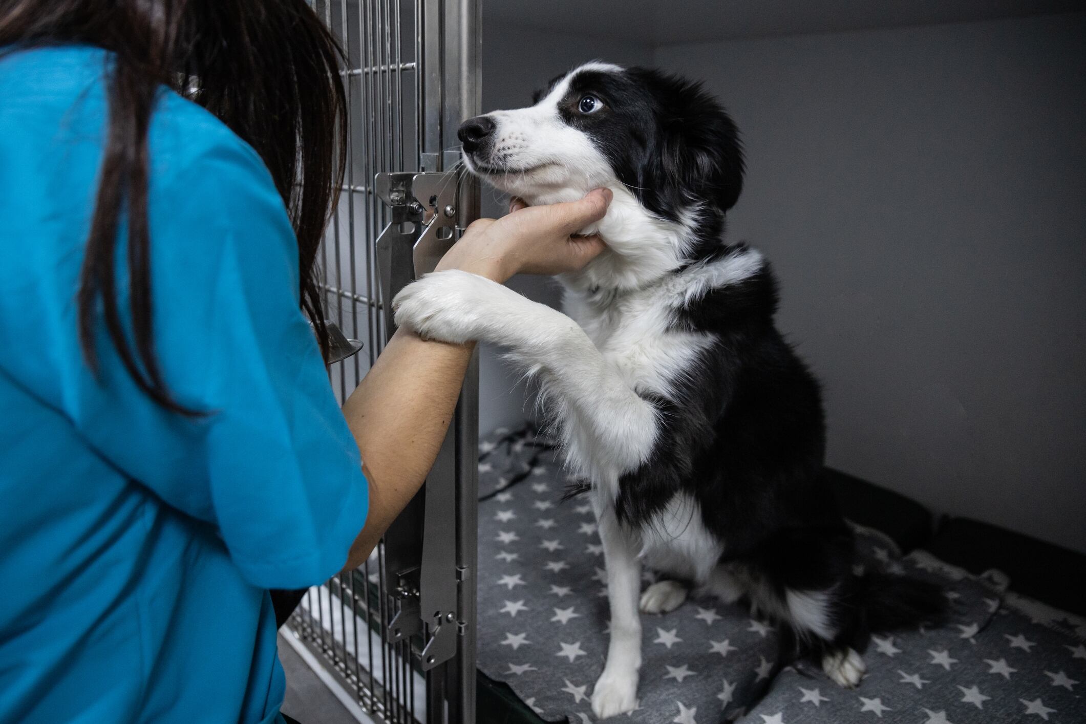 Perro en jaula con veterinaria (Getty Images)