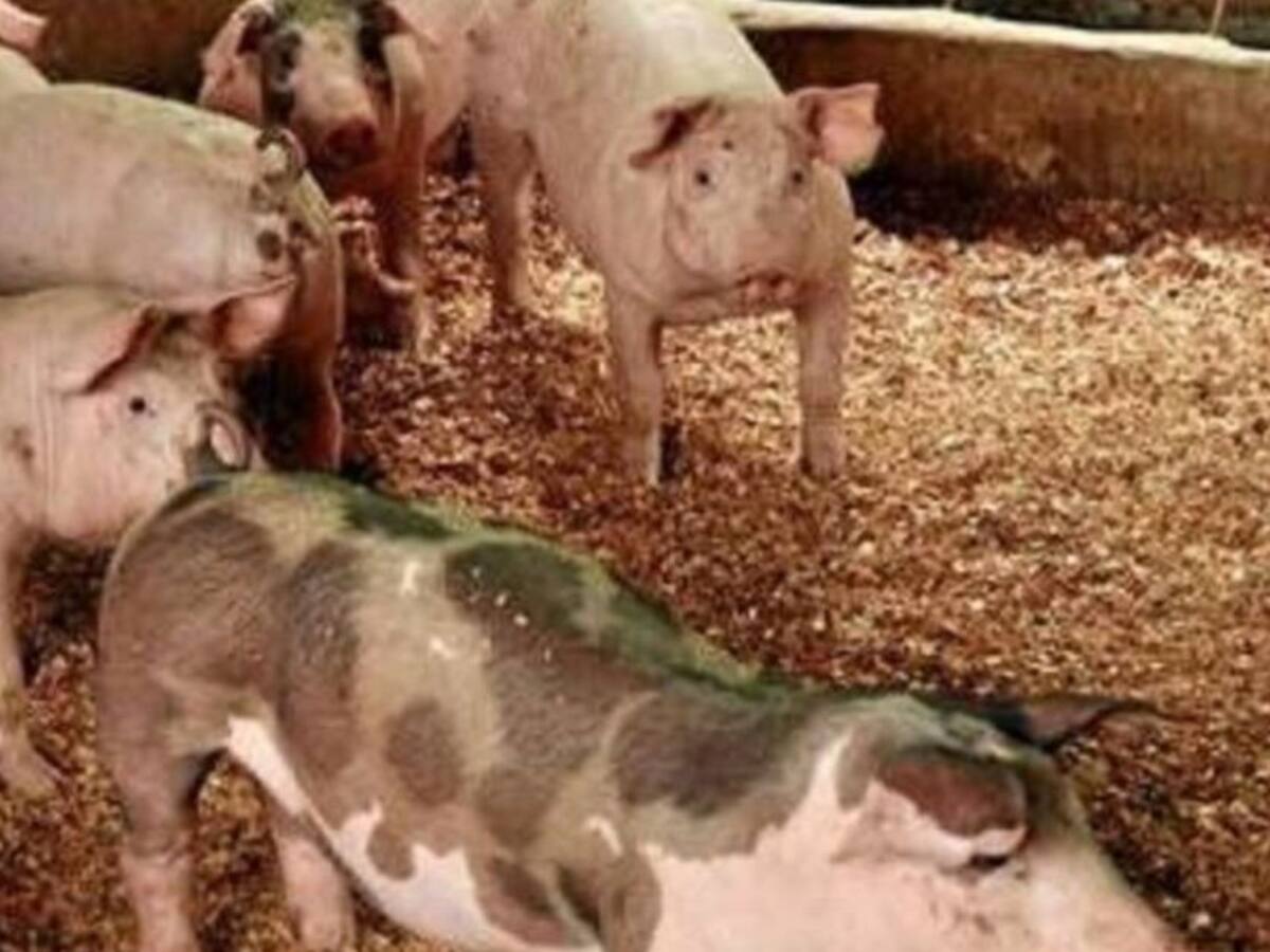 Malos olores, contaminación y moscas, falta control a avícolas y porcícolas