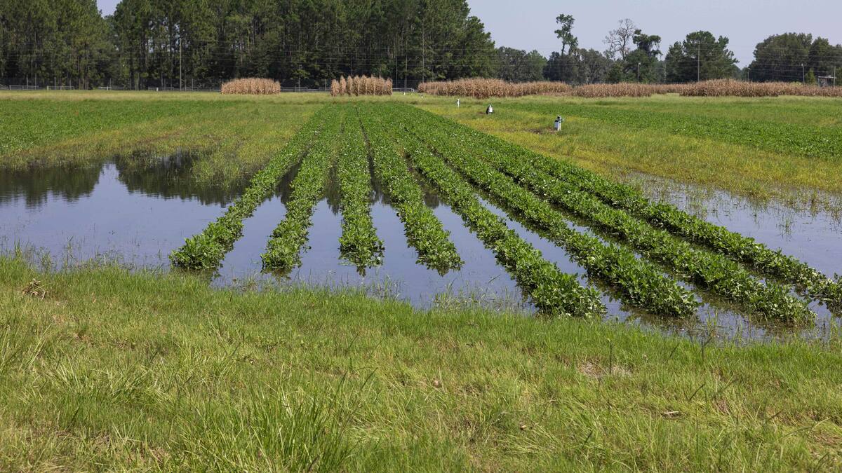 Cundinamarca Impulsa la Producción Orgánica