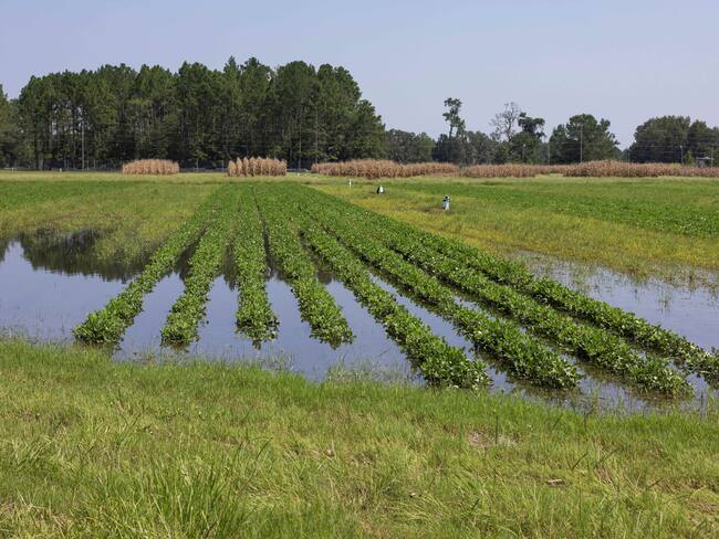 USA7112. LIVE OAK (FL, EEUU), 20/09/2024.- Fotografía del 8 de agosto de 2024 cedida por el Instituto de Ciencias Agrícolas y Alimentarias de la Universidad de Florida (UF/IFAS) donde se muestra el nivel de inundación causada por el huracán Debby en un campo de maní en el Centro de Investigación y Educación del centro académico localizado en el valle de Suwannee en Live Oak, Florida. Un informe preliminar del Programa de Análisis de Impacto Económico (EIAP) del Instituto de Ciencias Agrícolas y Alimentarias de la Universidad de Florida (UF/IFAS) ha calculado que las pérdidas en la producción agrícola en Florida debido al huracán Debby oscilan entre los 93.7 y los 263.2 millones de dólares. EFE/Tyler Jones/UF/IFAS /SOLO USO EDITORIAL /NO VENTAS /SOLO DISPONIBLE PARA ILUSTRAR LA NOTICIA QUE ACOMPAÑA /CRÉDITO OBLIGATORIO