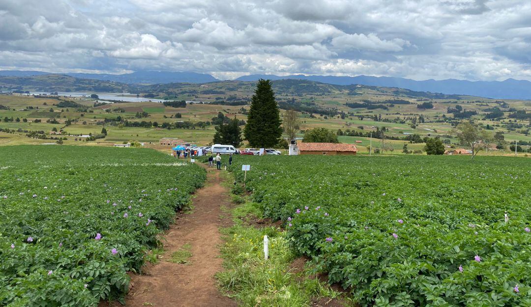 Cultivos de papa en Toca, Boyacá.