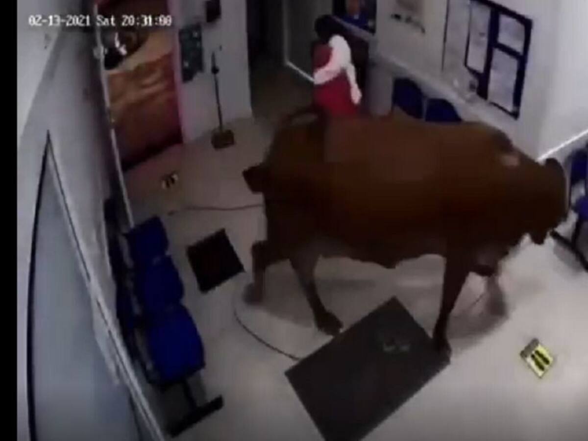 Una vaca suelta ocasionó cuantiosos destrozos en el municipio de San Luis