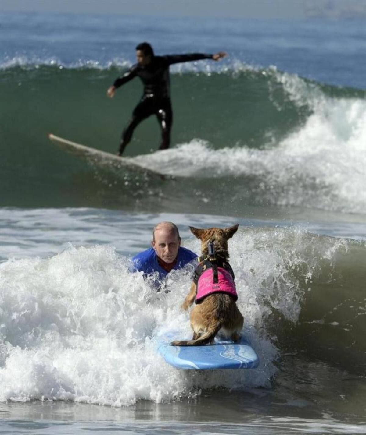 En la playa de Huntinton, California, se realizó la quinta edición del concurso anual de surf para perros, que mostraron grandes habilidades encima de las tablas y sorteando el oleaje.