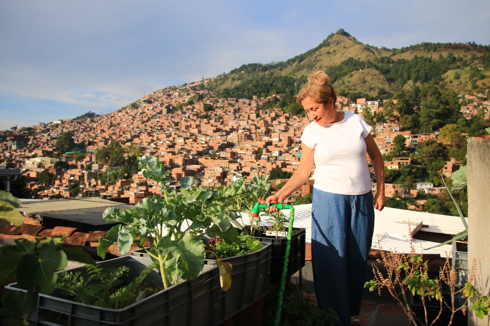 Cebolla, tomate y brócoli sin químicos: Medellín impulsa la producción de alimentos sanos desde casa