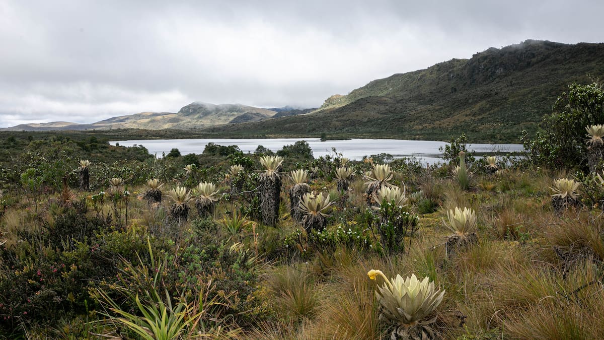 Bogotá pagará a campesinos de Cundinamarca que protejan el agua: ¿Cómo postularse?