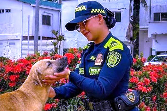 Pólvora: el ruido que enferma a millones de animales cada diciembre