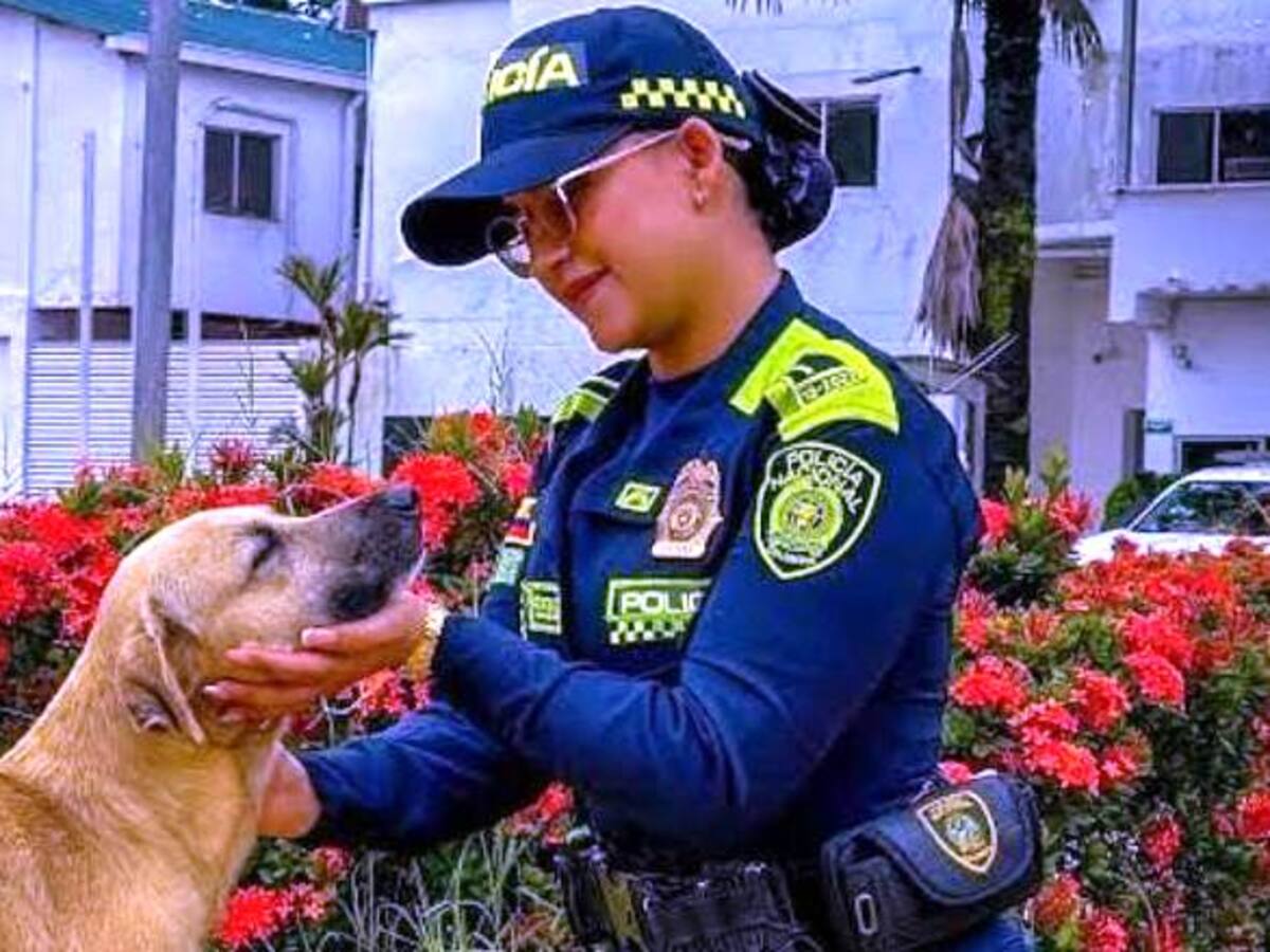 Pólvora: el ruido que enferma a millones de animales cada diciembre