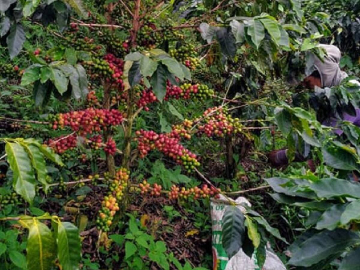 La cosecha cafetera reporta 14 casos de COVID-19 desde septiembre