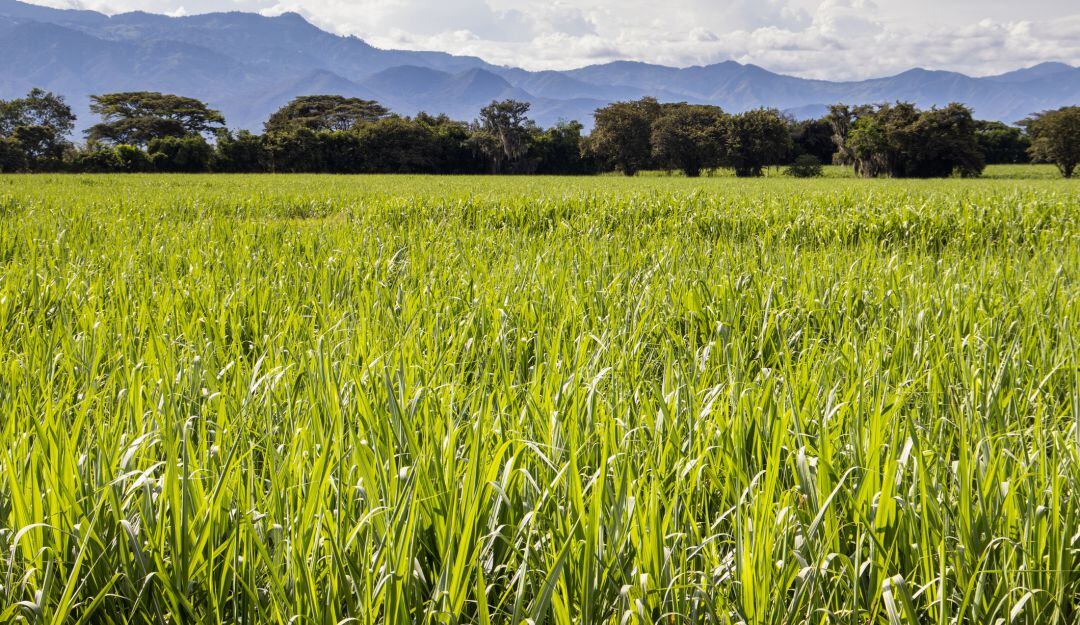 Campo de caña de azúcar en el Valle del Cauca.
