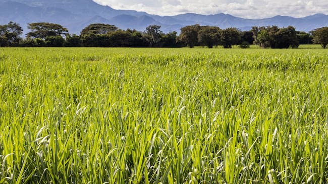 Campo de caña de azúcar en el Valle del Cauca.