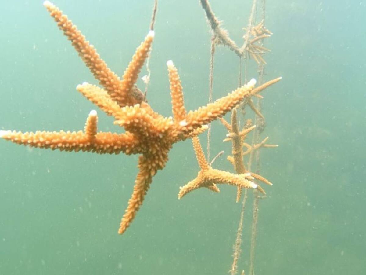 50 mil fragmentos de coral aportarán a restaurar ecosistemas marinos