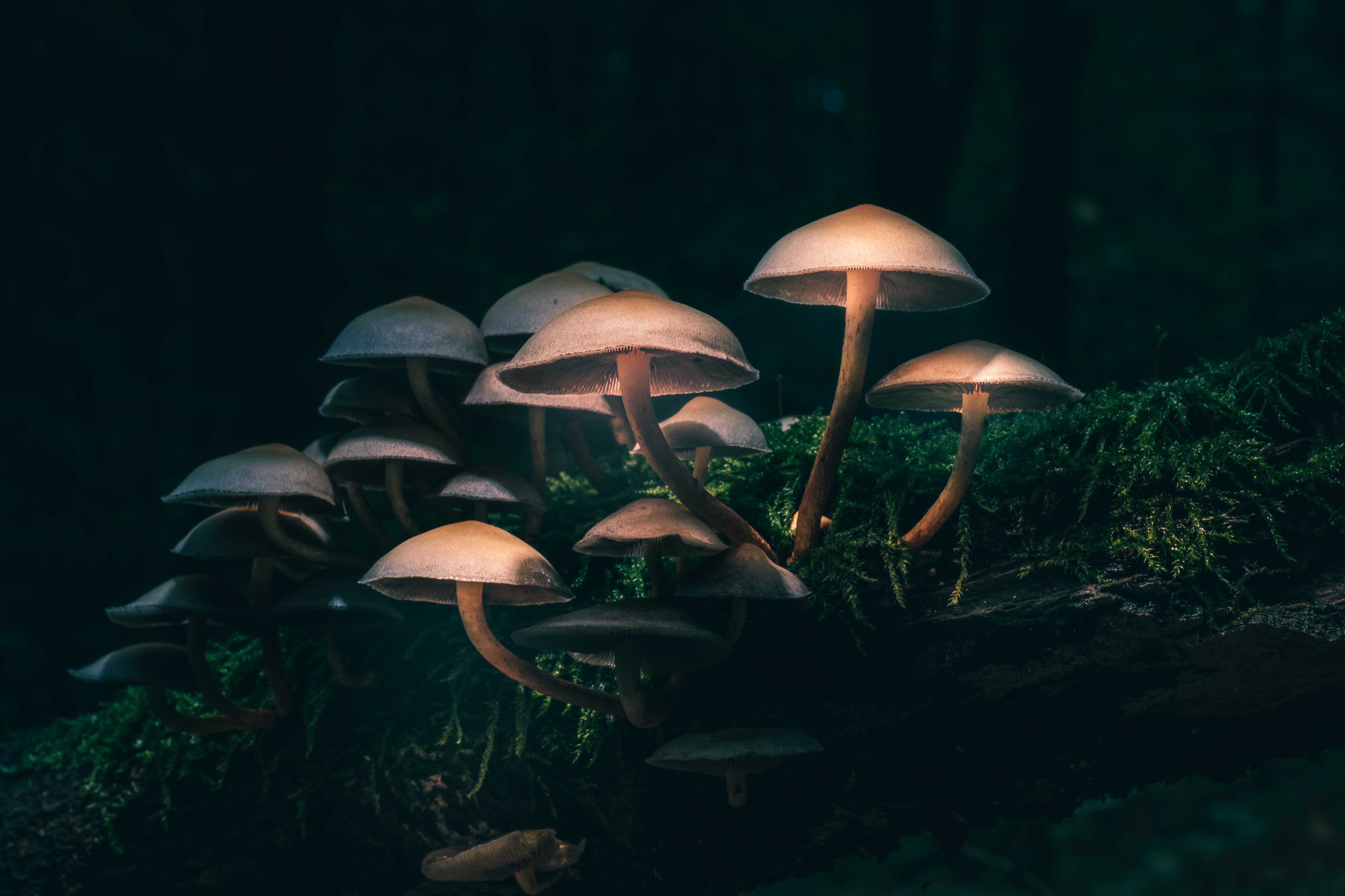 Hongos alucinógenos generan efectos significativos en tratamientos contra la depresión/Gettyimagenes