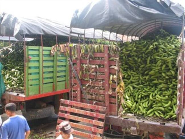 Entre un 15 y 25 % se vería afectada la producción de plátano en Risaralda